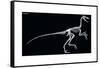Troodon Skeleton, Dinosaurs-Encyclopaedia Britannica-Framed Stretched Canvas