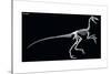 Troodon Skeleton, Dinosaurs-Encyclopaedia Britannica-Stretched Canvas