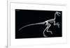 Troodon Skeleton, Dinosaurs-Encyclopaedia Britannica-Framed Art Print