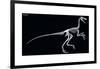 Troodon Skeleton, Dinosaurs-Encyclopaedia Britannica-Framed Art Print