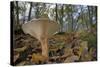 Trooping Funnel (Monk's Head Mushroom) (Clitocybe) (Infundibulicybe Geotropa)-Nick Upton-Stretched Canvas