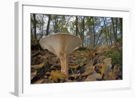 Trooping Funnel (Monk's Head Mushroom) (Clitocybe) (Infundibulicybe Geotropa)-Nick Upton-Framed Photographic Print