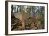 Trooping Funnel (Monk's Head Mushroom) (Clitocybe) (Infundibulicybe Geotropa)-Nick Upton-Framed Photographic Print