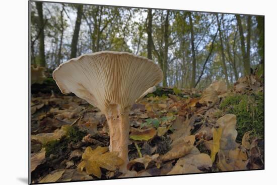 Trooping Funnel (Monk's Head Mushroom) (Clitocybe) (Infundibulicybe Geotropa)-Nick Upton-Mounted Photographic Print