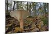Trooping Funnel (Monk's Head Mushroom) (Clitocybe) (Infundibulicybe Geotropa)-Nick Upton-Mounted Photographic Print