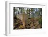 Trooping Funnel (Monk's Head Mushroom) (Clitocybe) (Infundibulicybe Geotropa)-Nick Upton-Framed Photographic Print