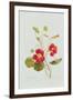 Tropaeolum Majus Var (Nasturtium)-Pierre-Joseph Redouté-Framed Giclee Print