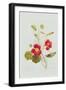 Tropaeolum Majus Var (Nasturtium)-Pierre-Joseph Redouté-Framed Giclee Print