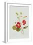 Tropaeolum Majus Var (Nasturtium)-Pierre-Joseph Redouté-Framed Giclee Print