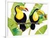 Tropcial Toucan Pair-Mary Escobedo-Framed Art Print