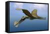 Tropeognathus Mesembrinus, a Large Pterosaur from the Late Cretaceous Period-null-Framed Stretched Canvas