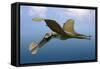 Tropeognathus Mesembrinus, a Large Pterosaur from the Late Cretaceous Period-null-Framed Stretched Canvas