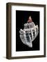 Trophon Geversianus-Paul Starosta-Framed Photographic Print