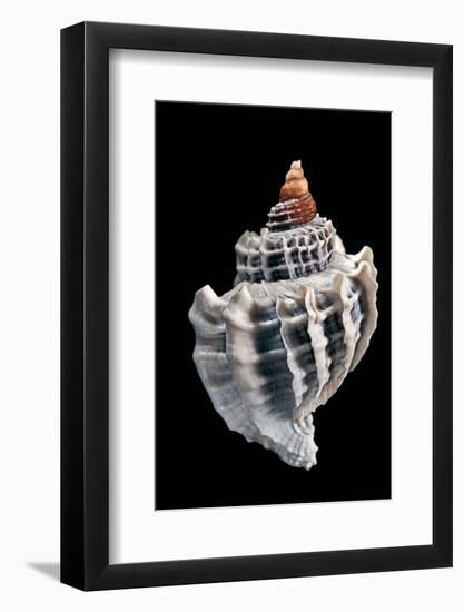 Trophon Geversianus-Paul Starosta-Framed Photographic Print