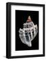 Trophon Geversianus-Paul Starosta-Framed Photographic Print