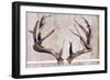 Trophy Antlers-Elizabeth Medley-Framed Art Print