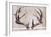 Trophy Antlers-Elizabeth Medley-Framed Art Print