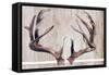 Trophy Antlers-Elizabeth Medley-Framed Stretched Canvas