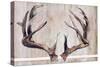 Trophy Antlers-Elizabeth Medley-Stretched Canvas