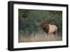 Trophy Bull Elk Pennsylvania-null-Framed Art Print