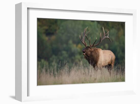 Trophy Bull Elk Pennsylvania-null-Framed Art Print