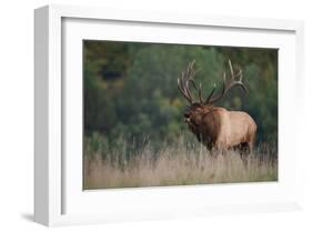 Trophy Bull Elk Pennsylvania-null-Framed Art Print