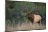 Trophy Bull Elk Pennsylvania-null-Mounted Art Print