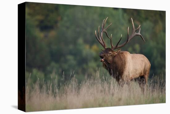 Trophy Bull Elk Pennsylvania-null-Stretched Canvas