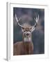 Trophy Whitetail Buck Deer, Isolated Portrait, Palouse Prairie, Montana, Usa; Big Game Hunting; Whi-Tom Reichner-Framed Photographic Print