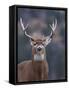Trophy Whitetail Buck Deer, Isolated Portrait, Palouse Prairie, Montana, Usa; Big Game Hunting; Whi-Tom Reichner-Framed Stretched Canvas