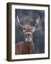 Trophy Whitetail Buck Deer, Isolated Portrait, Palouse Prairie, Montana, Usa; Big Game Hunting; Whi-Tom Reichner-Framed Photographic Print