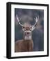 Trophy Whitetail Buck Deer, Isolated Portrait, Palouse Prairie, Montana, Usa; Big Game Hunting; Whi-Tom Reichner-Framed Photographic Print