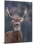 Trophy Whitetail Buck Deer, Isolated Portrait, Palouse Prairie, Montana, Usa; Big Game Hunting; Whi-Tom Reichner-Mounted Photographic Print