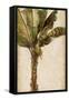 Tropic Banana I-Patricia Pinto-Framed Stretched Canvas