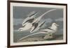 Tropic Bird, 1835-John James Audubon-Framed Giclee Print