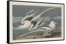 Tropic Bird, 1835-John James Audubon-Framed Stretched Canvas