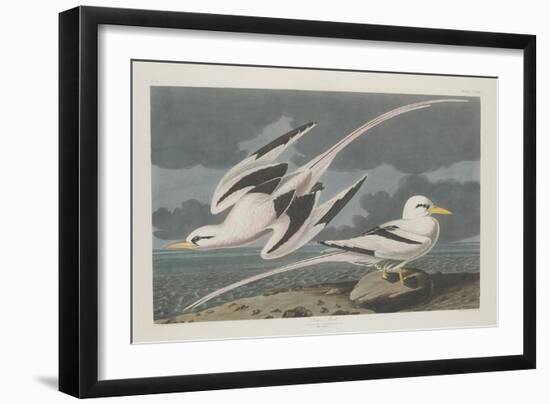Tropic Bird, 1835-John James Audubon-Framed Giclee Print