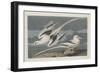 Tropic Bird, 1835-John James Audubon-Framed Giclee Print