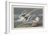 Tropic Bird, 1835-John James Audubon-Framed Giclee Print