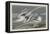 Tropic Bird, 1835-John James Audubon-Framed Stretched Canvas