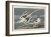 Tropic Bird, 1835-John James Audubon-Framed Premium Giclee Print