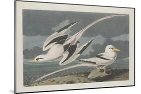 Tropic Bird, 1835-John James Audubon-Mounted Premium Giclee Print