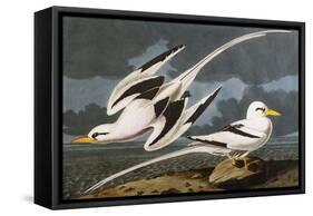 Tropic Bird (Phaeton Athreus), Plate Cclxii, from 'The Birds of America'-John James Audubon-Framed Stretched Canvas