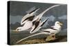 Tropic Bird (Phaeton Athreus), Plate Cclxii, from 'The Birds of America'-John James Audubon-Stretched Canvas