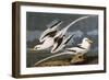 Tropic Bird (Phaeton Athreus), Plate Cclxii, from 'The Birds of America'-John James Audubon-Framed Giclee Print
