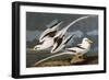 Tropic Bird (Phaeton Athreus), Plate Cclxii, from 'The Birds of America'-John James Audubon-Framed Giclee Print