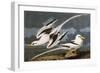 Tropic Bird (Phaeton Athreus), Plate Cclxii, from 'The Birds of America'-John James Audubon-Framed Giclee Print