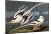 Tropic Bird (Phaeton Athreus), Plate Cclxii, from 'The Birds of America'-John James Audubon-Mounted Giclee Print