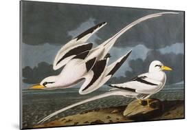 Tropic Bird (Phaeton Athreus), Plate Cclxii, from 'The Birds of America'-John James Audubon-Mounted Giclee Print