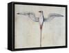 Tropic Bird-John White-Framed Stretched Canvas